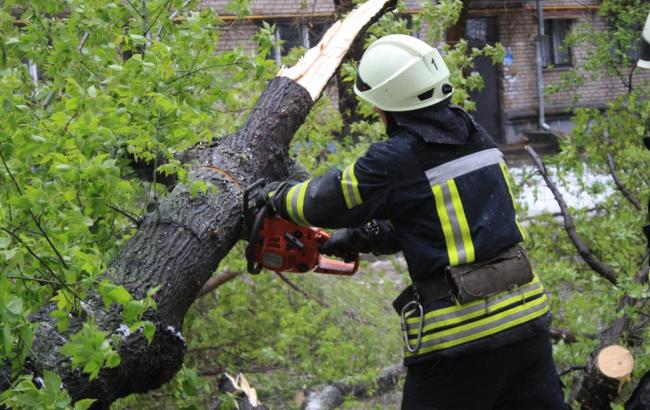 Из-за непогоды в Украине зафиксировано падение почти 3 тысяч деревьев