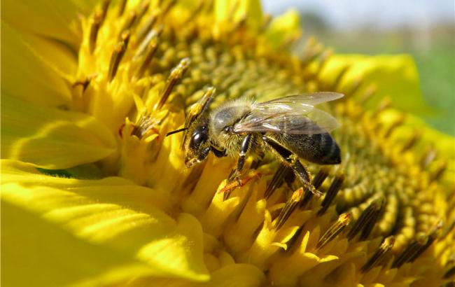 Українські аграрії беруть на роботу бджіл
