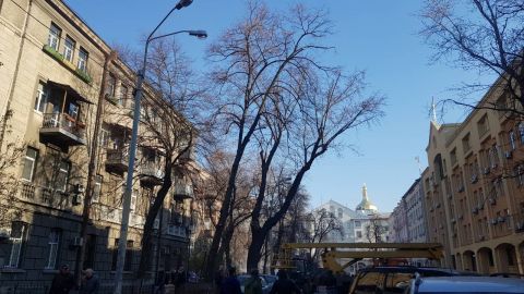 У КМДА розповіли про догляд за столичними деревами