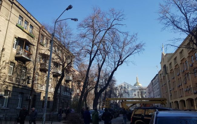 У КМДА розповіли про догляд за столичними деревами