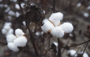 Для производства пороха: в Украине планируют упростить оборот семян хлопчатника