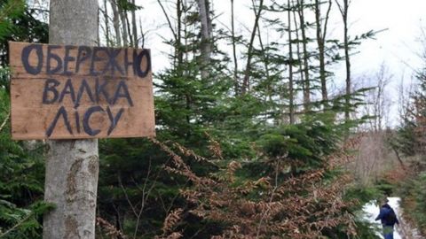 Потрібно зберегти мораторій на експорт деревини і врегулювати ринок, - експерт