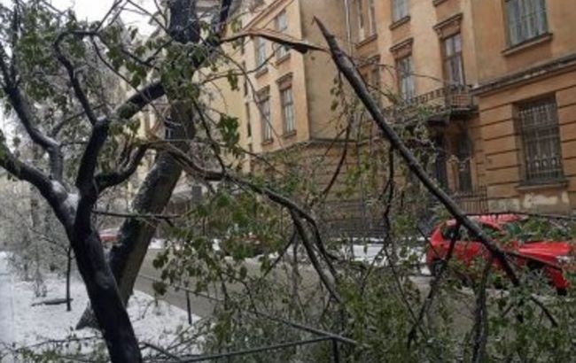 У Львові через негоду впали більше сотні дерев, пошкоджено 10 машин