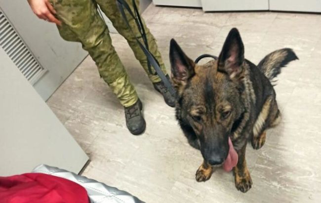В аэропорту "Борисполь" служебная собака обнаружила почти 2 тысячи таблеток с наркотиками