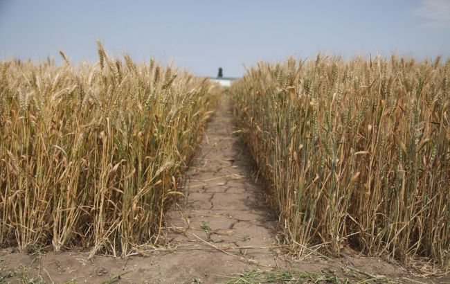 В Ukrlandfarming рассказали, как остановить деградацию украинских земель