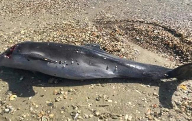 На берегу Черного моря зафиксирован массовый мор дельфинов