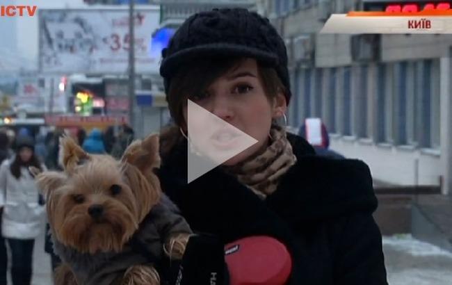 В Киеве владельцы собак бьют тревогу: снег посыпают опасным реагентом