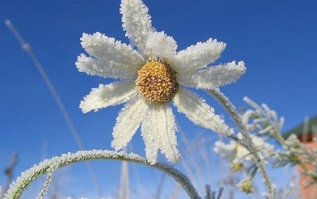 Синоптики предупреждают о заморозках в Киеве 25 апреля