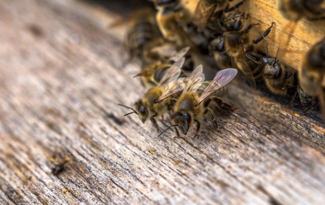 В российском аэропорту пчелы сорвали рейс в оккупированный Крым