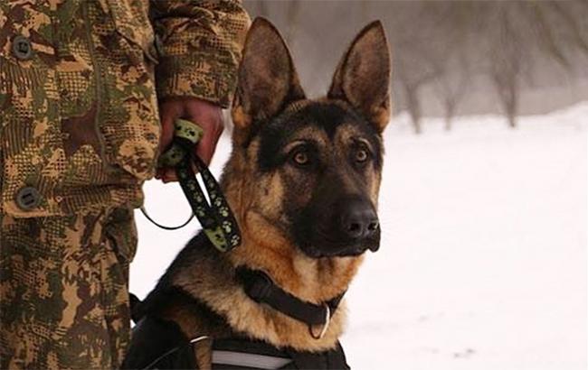 "Була присипана листям і землею": в Кривому Розі собака відкопала тіло дитини