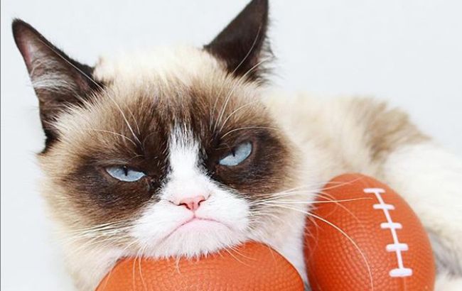 Зробила господиню мільйонеркою: померла легендарна "сердита кішка" Grumpy Cat