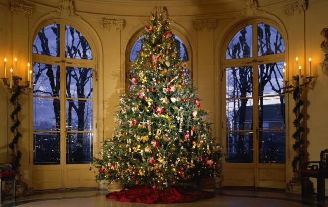 Где в Киеве приобрести новогоднюю елку: адреса ярмарок