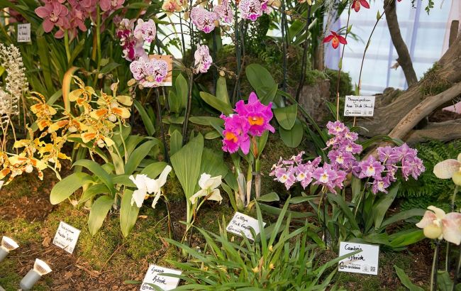 5 кімнатних рослин, які принесуть удачу у 2025 році