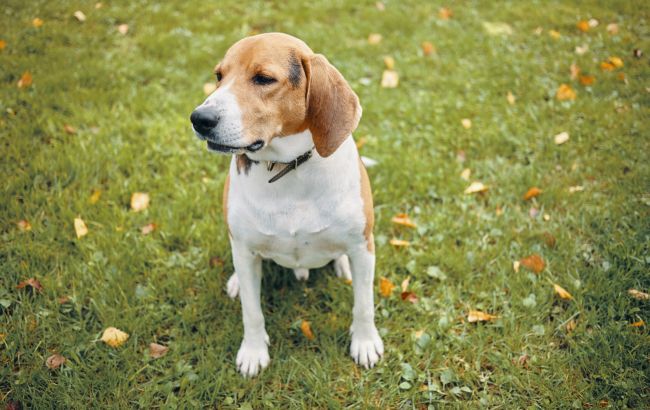 Ці овочі заборонено давати домашнім тваринам: сильно шкодять здоров'ю