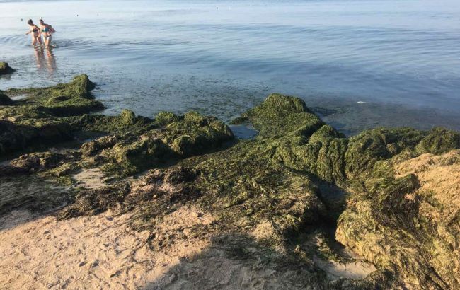 В курортном Бердянске пляжи завалило тоннами водорослей: к расчистке привлекли бульдозеры (фото)