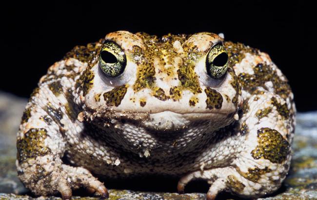 Гороскоп на сегодня, 7 ноября