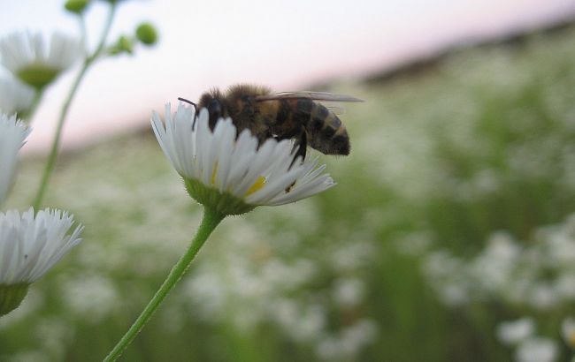 Погода на завтра: на севере и в центре Украины дожди, температура до +28