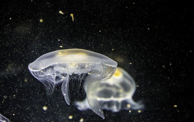 Что делать, если ужалила медуза: рекомендации Минздрава