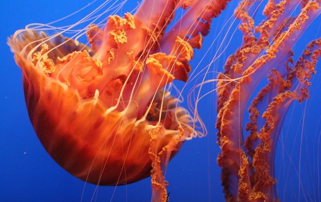 На пляже обнаружили гигантскую медузу: впечатляющее фото рекордсмена