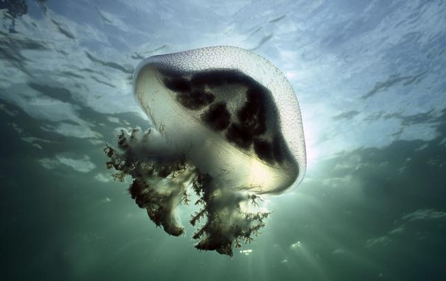 Вчені розповіли, що використовують отруйні медузи в якості зброї