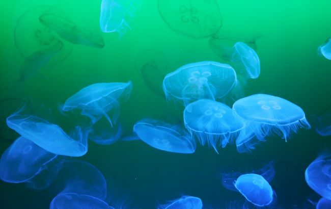 Море перетворилося в суп: відомий український курорт атакували медузи