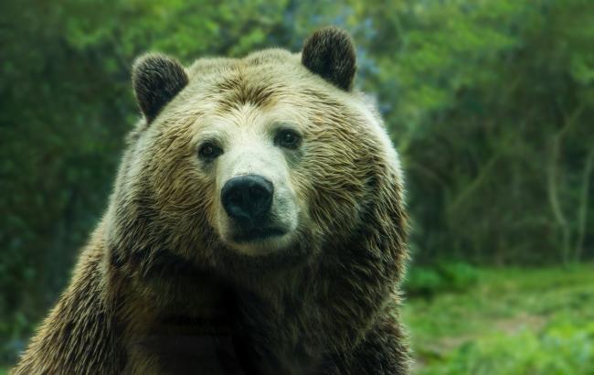 В Харківському зоопарку ведмедям віддали на обід конфісковані проліски