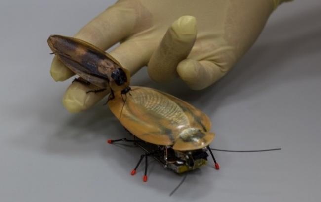 Российские ученые "утерли нос" коллегам из Беркли, создав робота-таракана