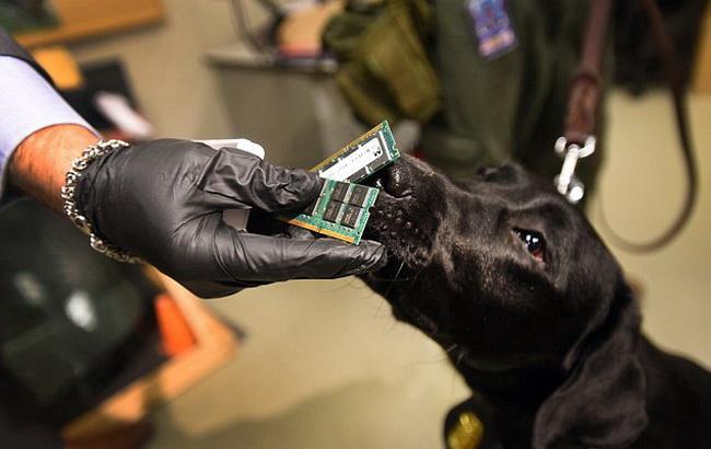 ФБР найняло на роботу пса для боротьби з хай-тек злочинами
