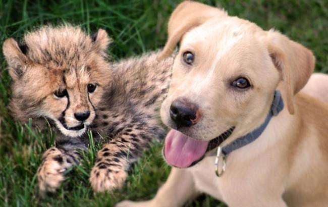 Врятований щеня і самотній дитинча гепарда стали кращими друзями