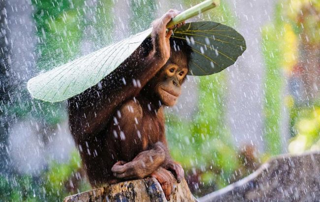 Погода на завтра: на востоке и юге Украины дожди, температура до +33