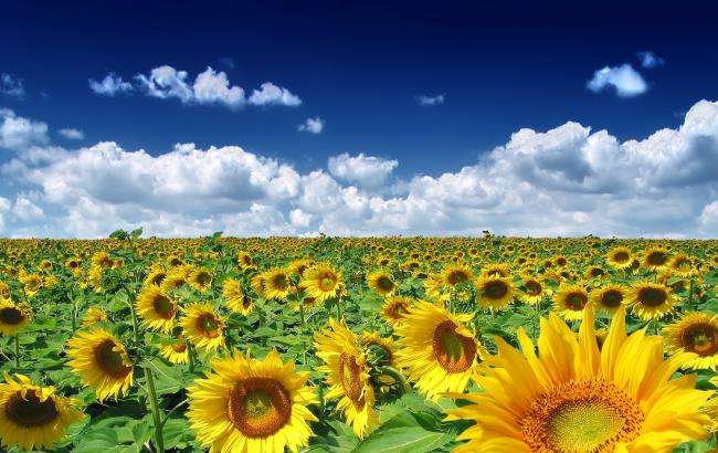 Погода на сегодня: на западе Украины дожди, температура до +33