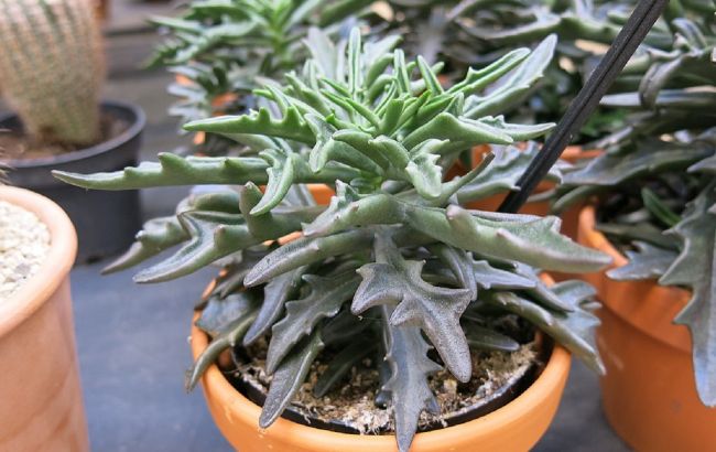 5 цілющих рослин, які прикрашають квартиру та лікують від хвороб