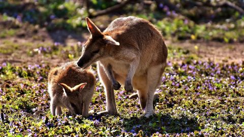 У Бердянську врятували крихітне кенгуренятко, маму якого вбило грозою: відео - до сліз