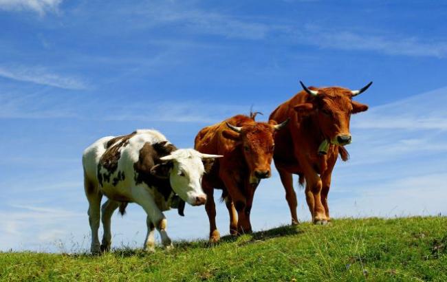 Острів порятунку: у Новій Зеландії корови дивом не постраждали від землетрусу