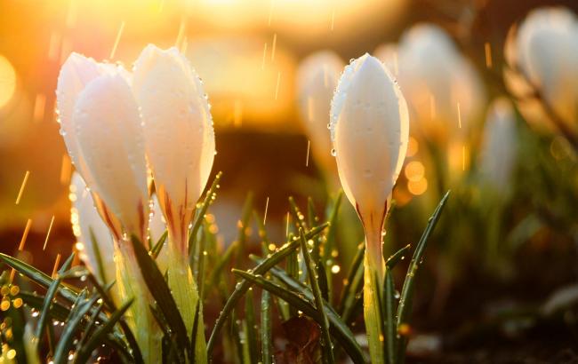 Погода на сьогодні: в Україні місцями дощі, температура до +19