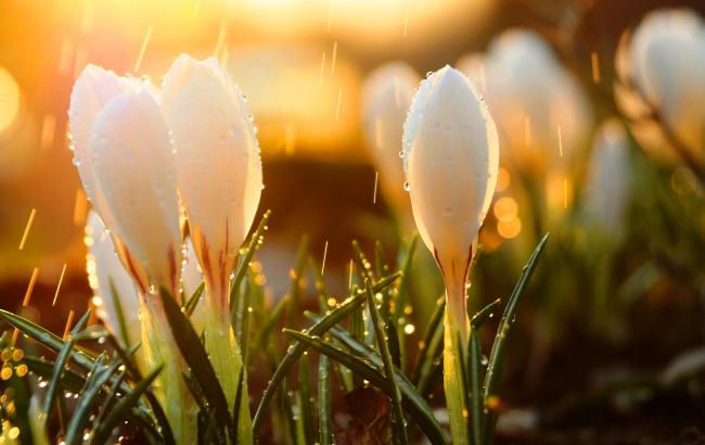 Погода на сьогодні: на заході України дощі з грозами, температура до +24