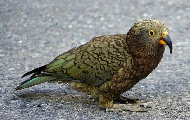 В сети появилось смешное видео игры котенка и попугая