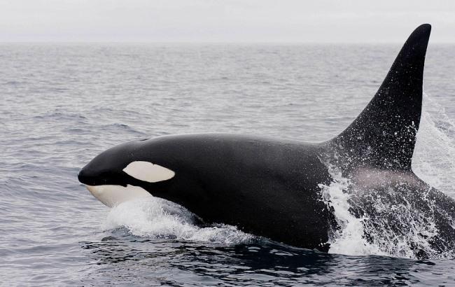 Косатка навчилась імітувати людську мову (відео)
