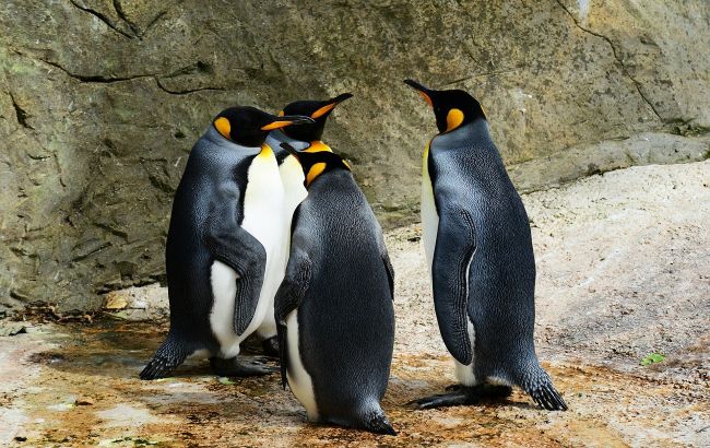 Пингвины выделяют веселящий газ: ученые обескуражили открытием