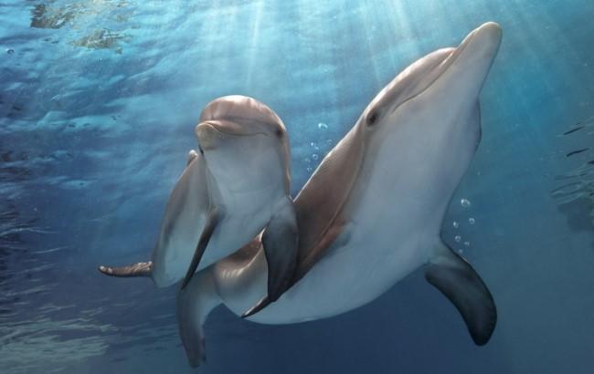 На Винничине украли краснокнижных дельфинов
