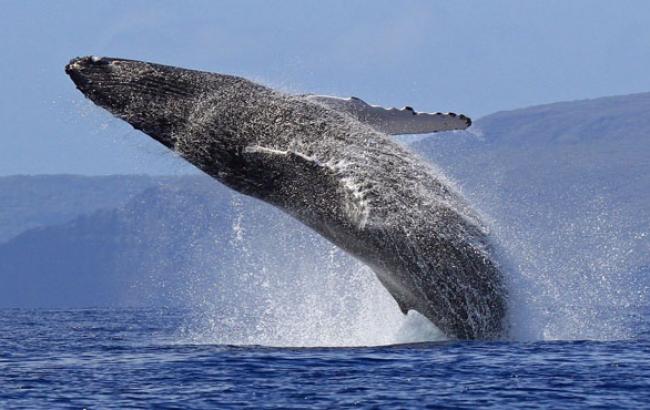 Закарпатский блогер придумал креативный способ борьбы с "Синими китами"