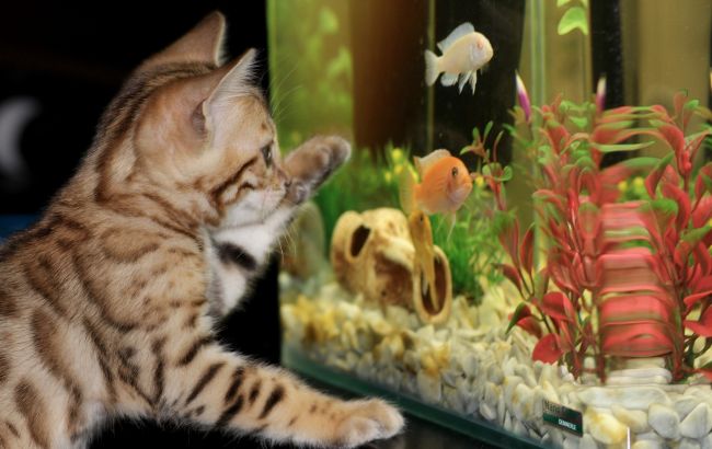 Така акваріумна рибка коштує 80 тисяч доларів. Їй навіть роблять пластичні операції
