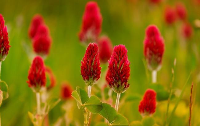 Без опадів: синоптики дали прогноз на 7 червня