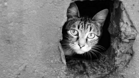 В Виннице на пять лет посадили мужчину за жестокое обращение с кошкой