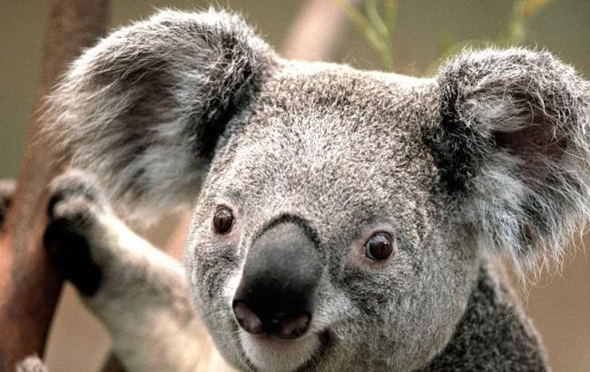 В Австралии мужчина спас тонущего коалу