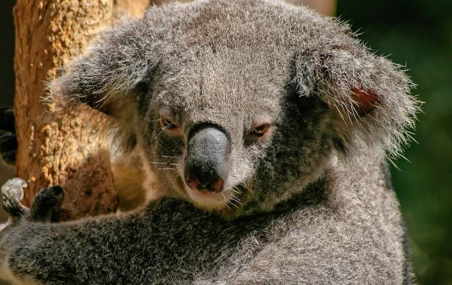В Австралії коала подолала 16 км на осі колеса позашляховика