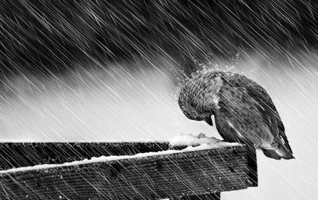 КГГА предупреждает киевлян о сильных порывах ветра 3 февраля