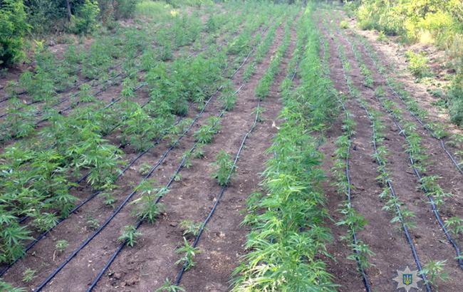 У Запорізькій області виявили наркоплантацію на 4 млн гривень
