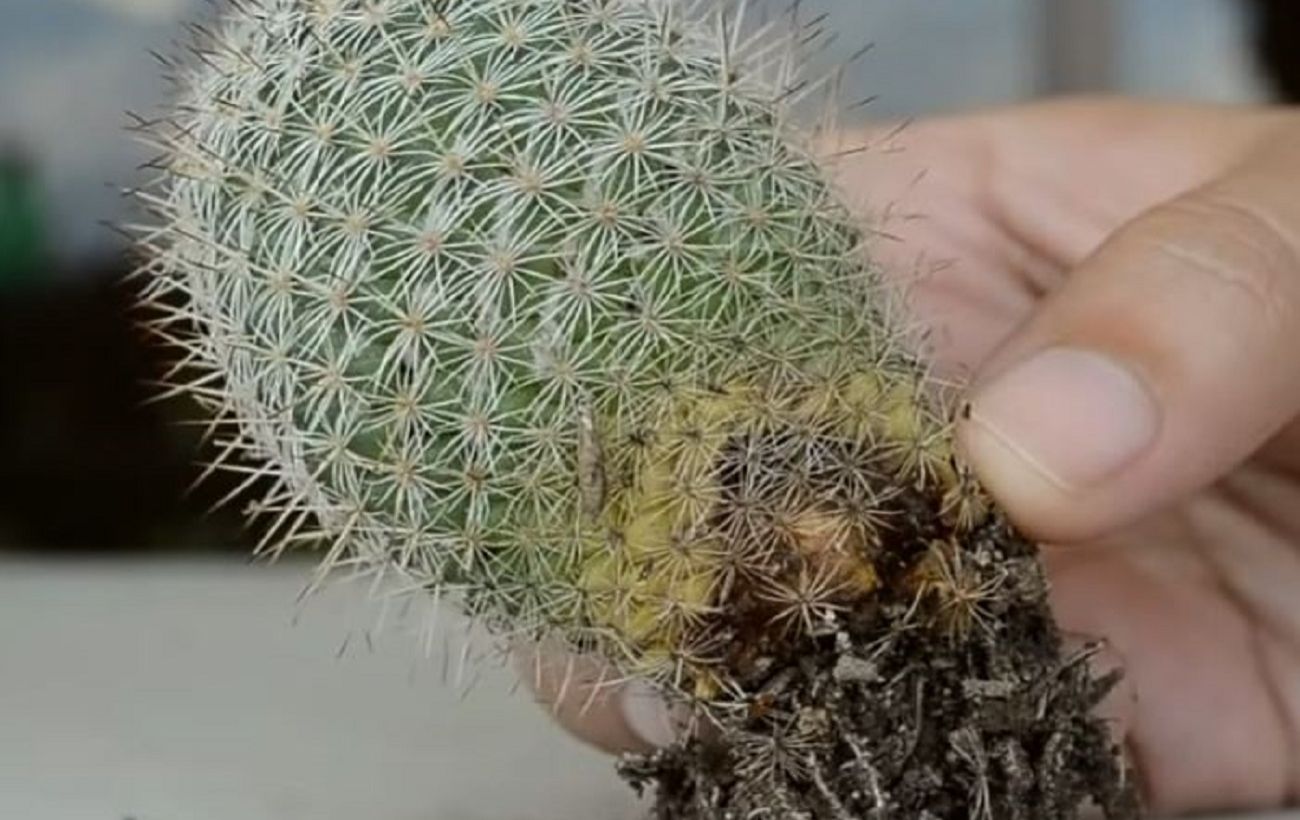 Як врятувати кактус, який пожовтів: 5 важливих кроків