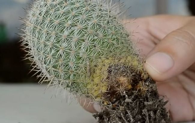 Как спасти пожелтевший кактус: 5 важных шагов